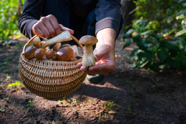 Mushrooms