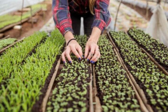 Micro Greens, Fine Herbs and Lettuce