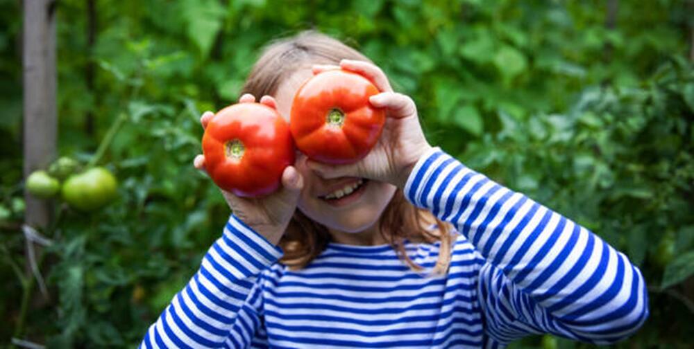 Tomatoes